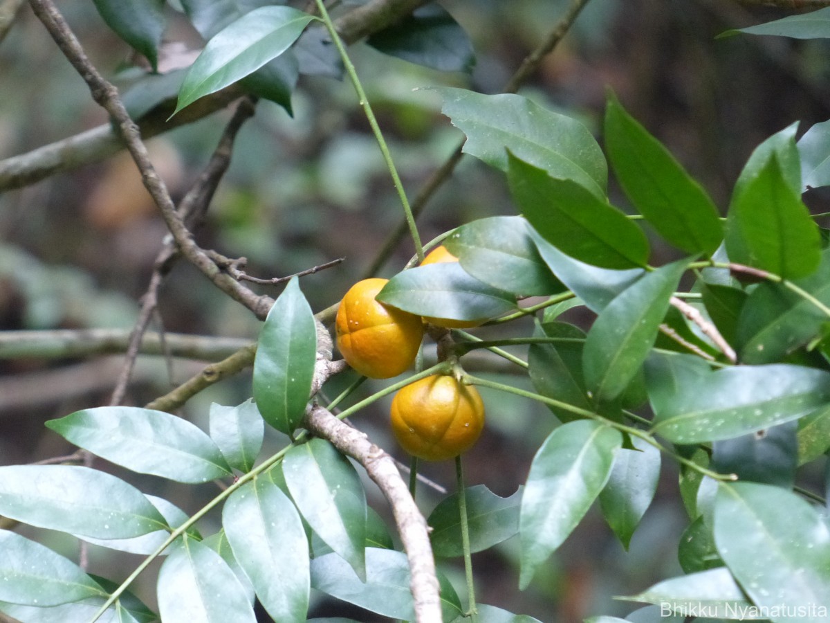 Dysoxylum gotadhora (Buch.-Ham.) Mabb.
